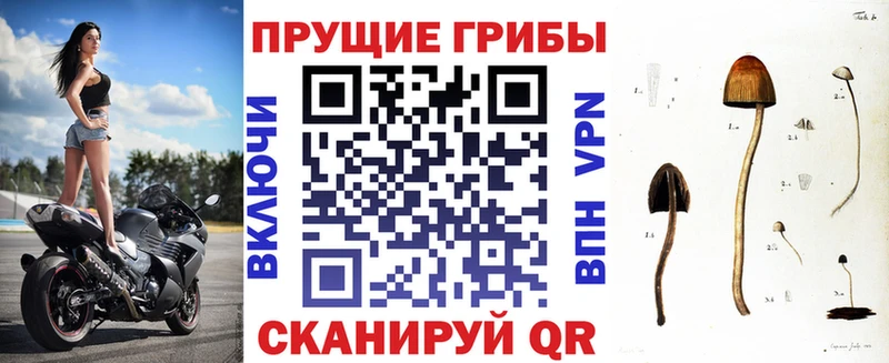 Галлюциногенные грибы Cubensis  omg зеркало  Медвежьегорск 